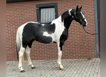 KWPN, Stallion, 3 years, 16 hh, Pinto