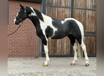 KWPN, Stallion, 3 years, 16 hh, Pinto