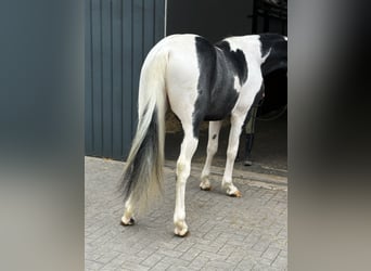 KWPN, Stallion, 3 years, 16 hh, Pinto