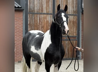 KWPN, Stallion, 3 years, 16 hh, Pinto