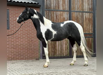 KWPN, Stallion, 3 years, 16 hh, Pinto