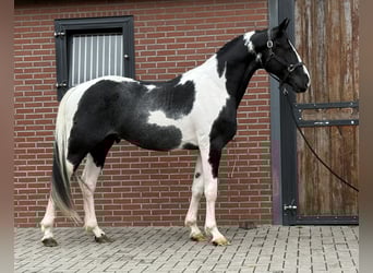 KWPN, Stallion, 3 years, 16 hh, Pinto