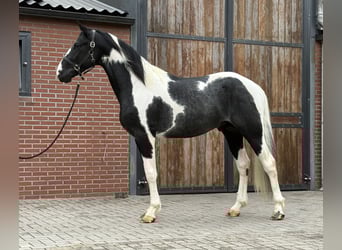 KWPN, Stallion, 3 years, 16 hh, Pinto