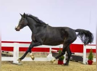 KWPN, Stallion, 3 years, 16 hh, Smoky-Black