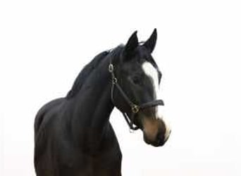 KWPN, Stallion, 3 years, 16 hh, Smoky-Black