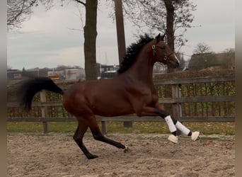 KWPN, Stallion, 3 years, 16,1 hh, Bay-Dark