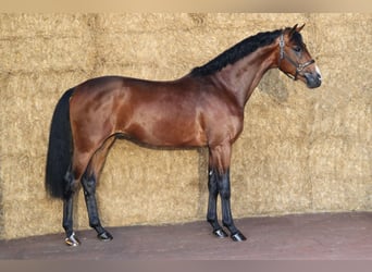 KWPN, Stallion, 3 years, 16,1 hh, Bay-Dark