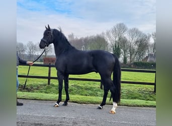 KWPN, Stallion, 3 years, 16,1 hh, Black