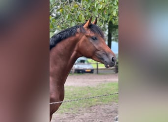 KWPN, Stallion, 3 years, 16,1 hh, Brown