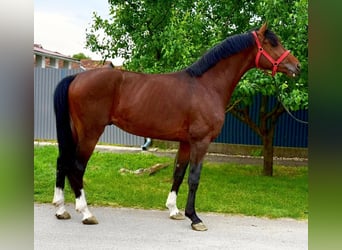 KWPN, Stallion, 3 years, 16,1 hh, Brown