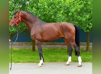 KWPN, Stallion, 3 years, 16,1 hh, Brown