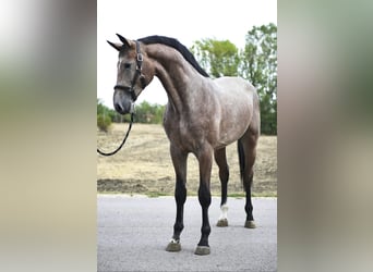 KWPN, Stallion, 3 years, 16,1 hh, Brown Falb mold
