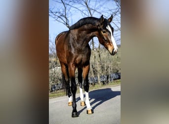 KWPN, Stallion, 3 years, 16,1 hh, Brown