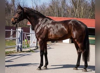 KWPN, Stallion, 3 years, 16,1 hh, Brown