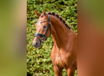 KWPN, Stallion, 3 years, 16,1 hh, Chestnut-Red