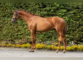 KWPN, Stallion, 3 years, 16,1 hh, Chestnut-Red