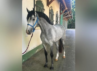 KWPN, Stallion, 3 years, 16,1 hh, Gray