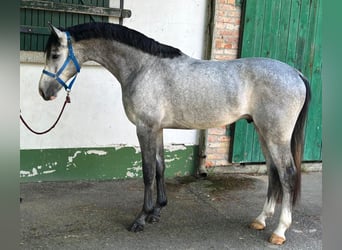 KWPN, Stallion, 3 years, 16,1 hh, Gray