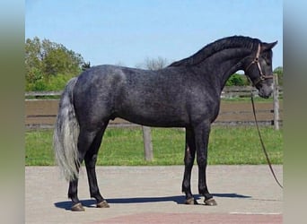 KWPN, Stallion, 3 years, 16,1 hh, Grey