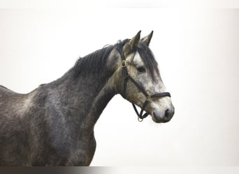 KWPN, Stallion, 3 years, 16,1 hh, Grey