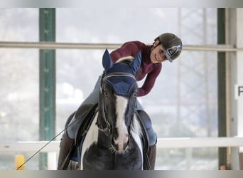 KWPN, Stallion, 3 years, 16,1 hh, Pinto