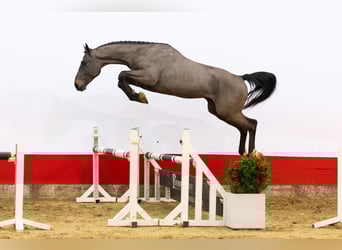 KWPN, Stallion, 3 years, 16,1 hh, Smoky-Black