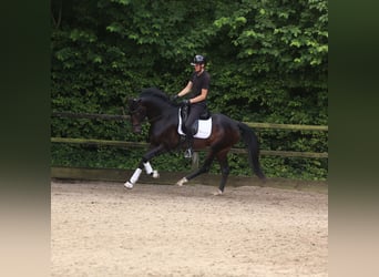 KWPN, Stallion, 3 years, 16,2 hh, Bay-Dark