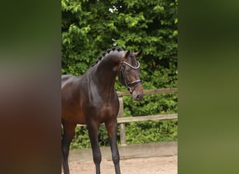 KWPN, Stallion, 3 years, 16,2 hh, Bay-Dark