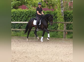 KWPN, Stallion, 3 years, 16,2 hh, Bay-Dark