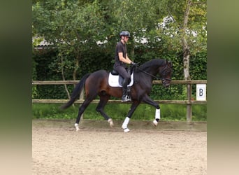 KWPN, Stallion, 3 years, 16,2 hh, Bay-Dark