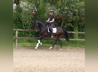 KWPN, Stallion, 3 years, 16,2 hh, Bay-Dark