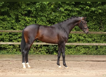 KWPN, Stallion, 3 years, 16,2 hh, Bay-Dark