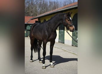 KWPN, Stallion, 3 years, 16,2 hh, Bay-Dark