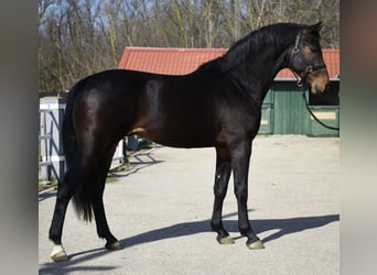 KWPN, Stallion, 3 years, 16,2 hh, Bay-Dark