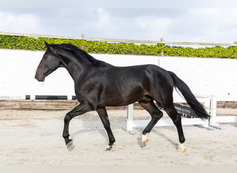KWPN, Stallion, 3 years, 16,2 hh, Bay-Dark