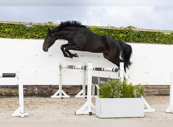 KWPN, Stallion, 3 years, 16,2 hh, Bay-Dark