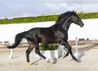 KWPN, Stallion, 3 years, 16,2 hh, Bay-Dark