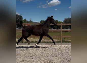KWPN, Stallion, 3 years, 16,2 hh, Black