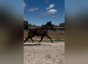 KWPN, Stallion, 3 years, 16,2 hh, Black