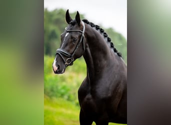 KWPN, Stallion, 3 years, 16,2 hh, Black