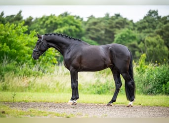 KWPN, Stallion, 3 years, 16,2 hh, Black