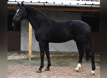 KWPN, Stallion, 3 years, 16,2 hh, Black