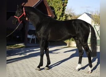 KWPN, Stallion, 3 years, 16,2 hh, Black