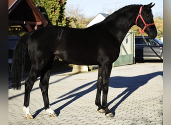 KWPN, Stallion, 3 years, 16,2 hh, Black