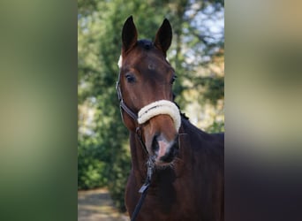 KWPN, Stallion, 3 years, 16,2 hh, Brown
