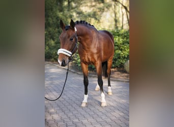 KWPN, Stallion, 3 years, 16,2 hh, Brown