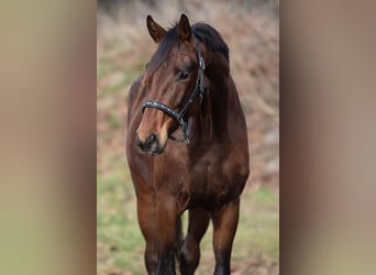 KWPN, Stallion, 3 years, 16,2 hh, Brown