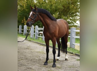KWPN, Stallion, 3 years, 16,2 hh, Brown