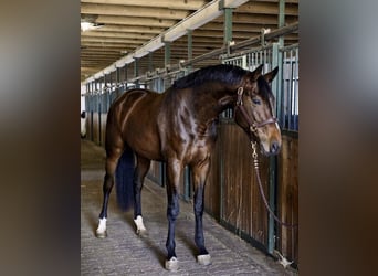 KWPN, Stallion, 3 years, 16,2 hh, Brown