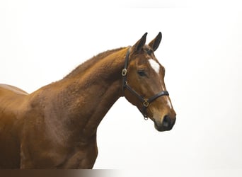 KWPN, Stallion, 3 years, 16,2 hh, Brown